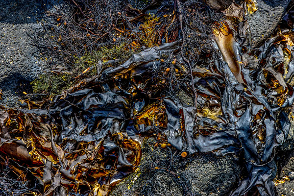 Natalie Pearce NZ photography, NZ kelp, art